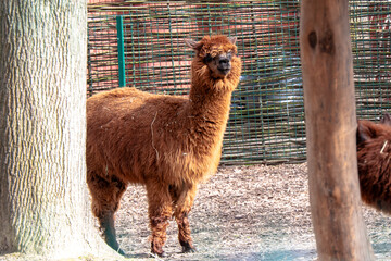 A brown alpaca grazes on a farm.