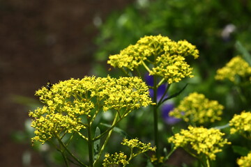 はかなげな繊細な花姿