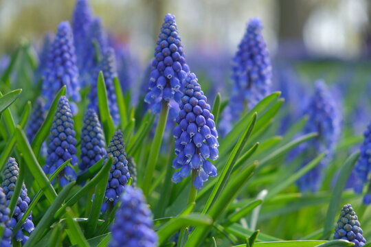 hyacinth giacinto flower keukenhof asterdam garden