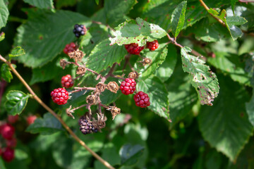 Blackberries grow in the garden. Ripe and unripe blackberries on a bush. selective focus.