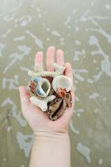 Close-Up of a Hand Holding an Assortment of Seashells and Coral Pieces by the Shore, Capturing the Beauty and Diversity of Ocean Treasures. This Detailed Image Highlights the Unique Textures