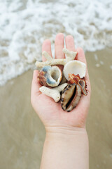 Close-Up of a Hand Holding an Assortment of Seashells and Coral Pieces by the Shore, Capturing the Beauty and Diversity of Ocean Treasures. This Detailed Image Highlights the Unique Textures