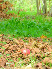 natural fallen red apple photo
