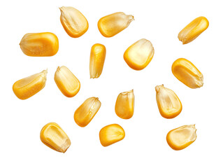 Corn seeds flying  in air, isolated over transparent background, png ready cut-out