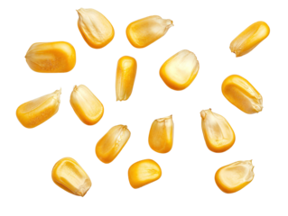 Corn seeds flying  in air, isolated over transparent background, png ready cut-out