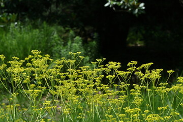 はかなげな繊細な花姿