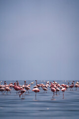 Naklejka premium flock of flamingos in lake natron