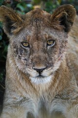 Fototapeta premium close up of a lion cub