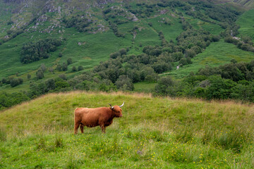 Highland cattle in the Highlands of Scotland