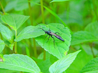 black xorides insect macro photo