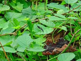black xorides insect macro photo