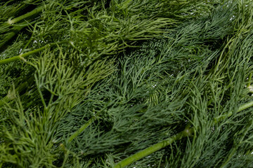 Freshly cut green dill on the table, a large amount of green dill to add as a spice. The concept of spice, taste and aroma