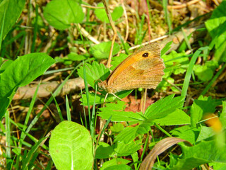 vanessa cardui butterfly macro photo