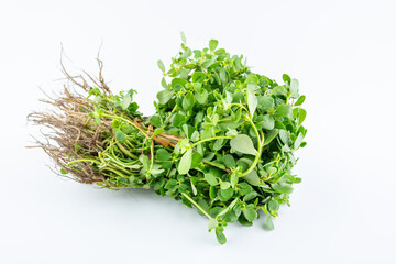 A handful of fresh organic vegetable purslane