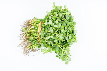 A handful of fresh organic vegetable purslane