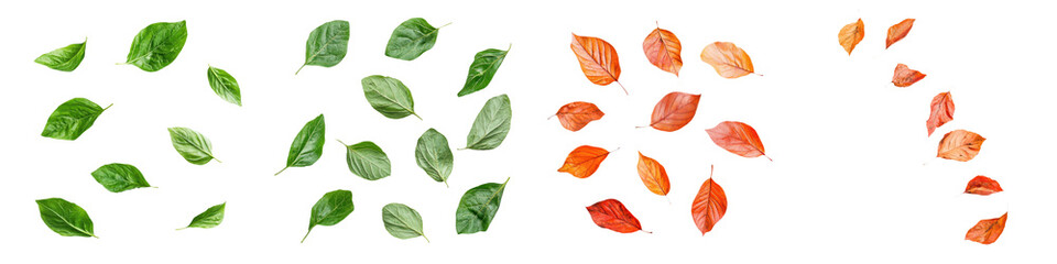Fototapeta premium falling sorrel leaves on white background, transparent background