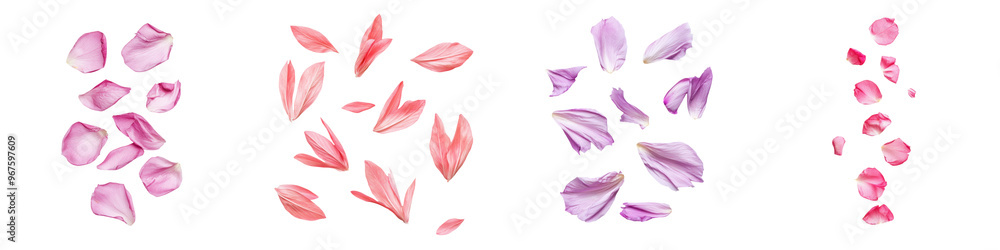 Wall mural falling ice plant petals on white background, transparent background