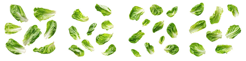 Obraz premium falling romaine lettuce leaves on white background, transparent background