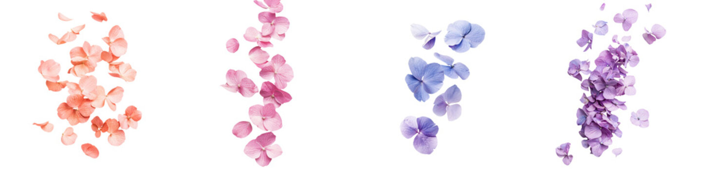 falling hydrangea petals on white background, transparent background