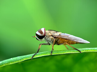 Close up of fly, horsefly (Tabanus nigrovittatus), macro shot of horsefly on leaves
