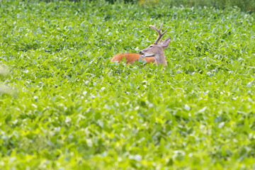 Deer in a field