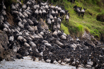 Wildebeest crossing at the great migration