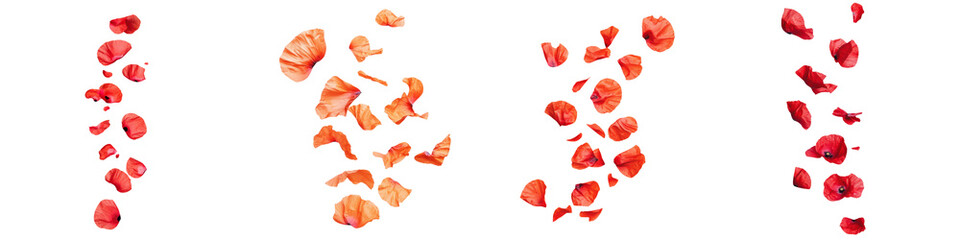 falling poppy petals on white background,transparent background