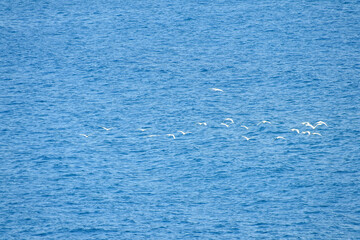 green trees forest landscape photo