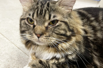 Kitten with eye infection looking at camera. Front view of cat with one eye glassy, teary and...