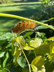 caterpillar on a leaf