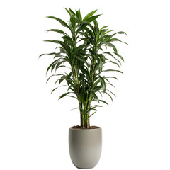 Naklejka premium A tall indoor plant in a modern pot, ideal for home or office decor.