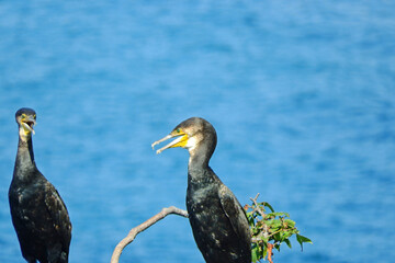Black Great Cormorant bird on the seashore