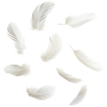 Fototapeta PNG Real white feathers floating accessories lightweight.