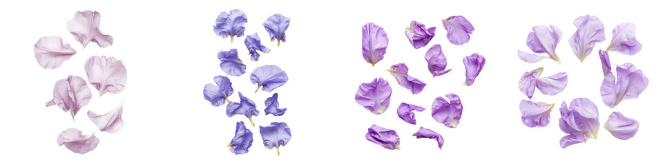 falling Japanese iris petals on white background,transparent background