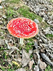 Red fly agaric mushroom in the forest. Often used for medicinal purposes.