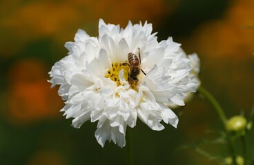 Obraz premium Closeup of a bee pollinating the white Cosmos Snowpuff flower in the summer