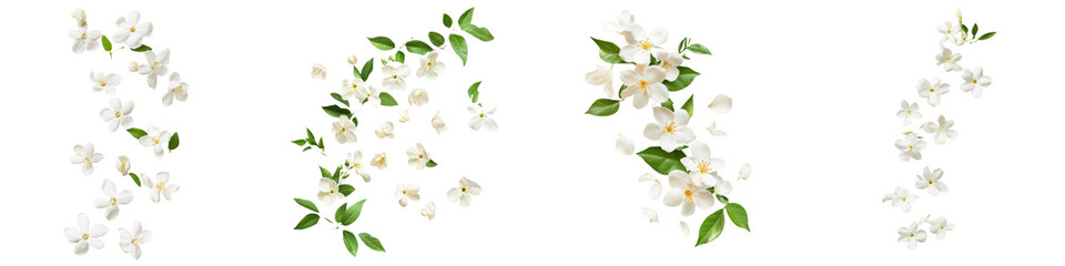 falling jasmine flowers on white background,transparent background