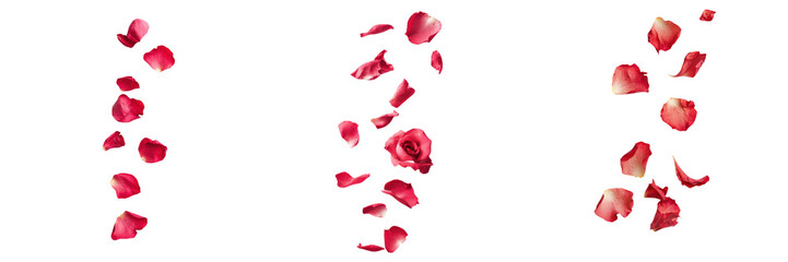 falling rock rose petals on white background,transparent background