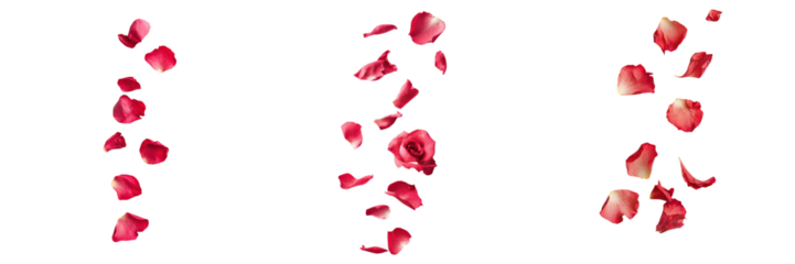 falling rock rose petals on white background,transparent background