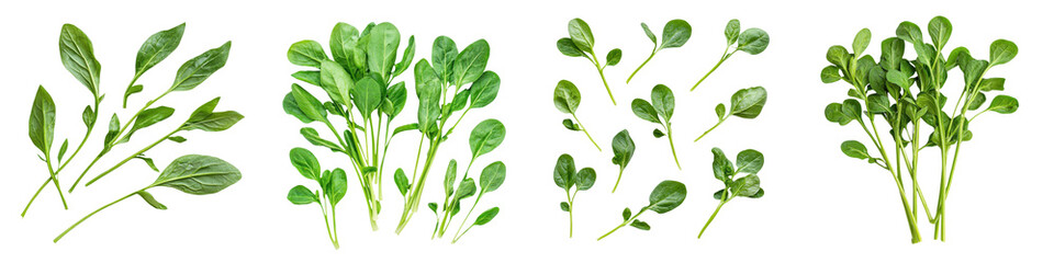 falling water spinach stems on white background,transparent background