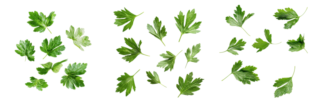 falling fresh angelica leaves on white background,transparent background