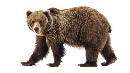 Obraz premium Brown Bear ( Ursus arctos) Isolated on Png Background.