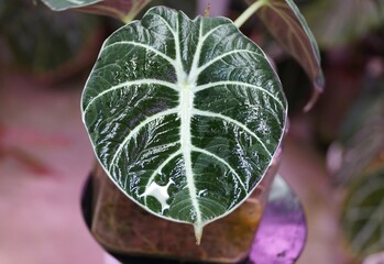 Closeup of the beautiful leaf of Alocasia Black Velvet