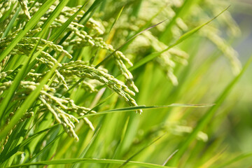 光を浴びる稲穂