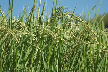 実る稲穂の自然風景