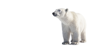  Large Polar Bear Isolated on Png Background.