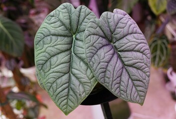 Beautiful green textured leaves of Alocasia Melo