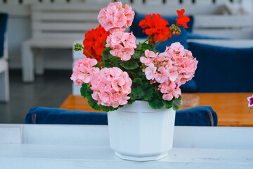 Vibrant pink and red geraniums in a white planter accentuating a cozy outdoor café setting in daytime