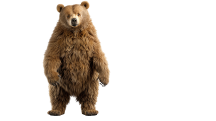 Adorable Brown Bear ( Ursus arctos) Isolated on Png Background.