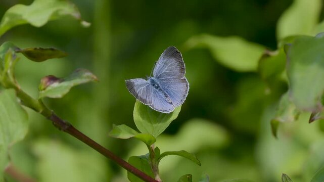 Holly Blue Butterfly on Leaf